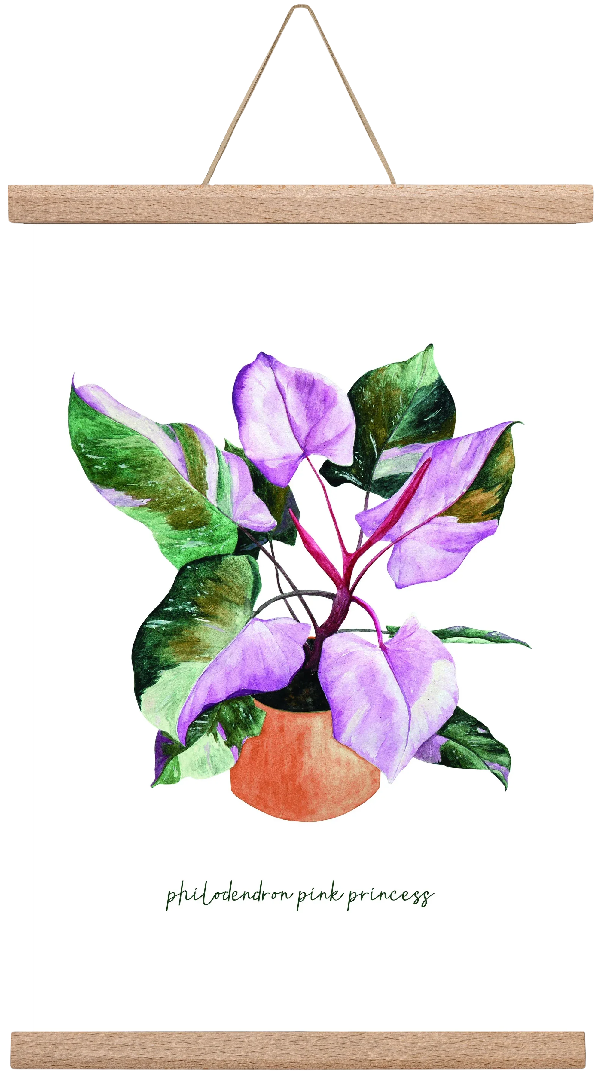 philodendron pink princess - artbridge
