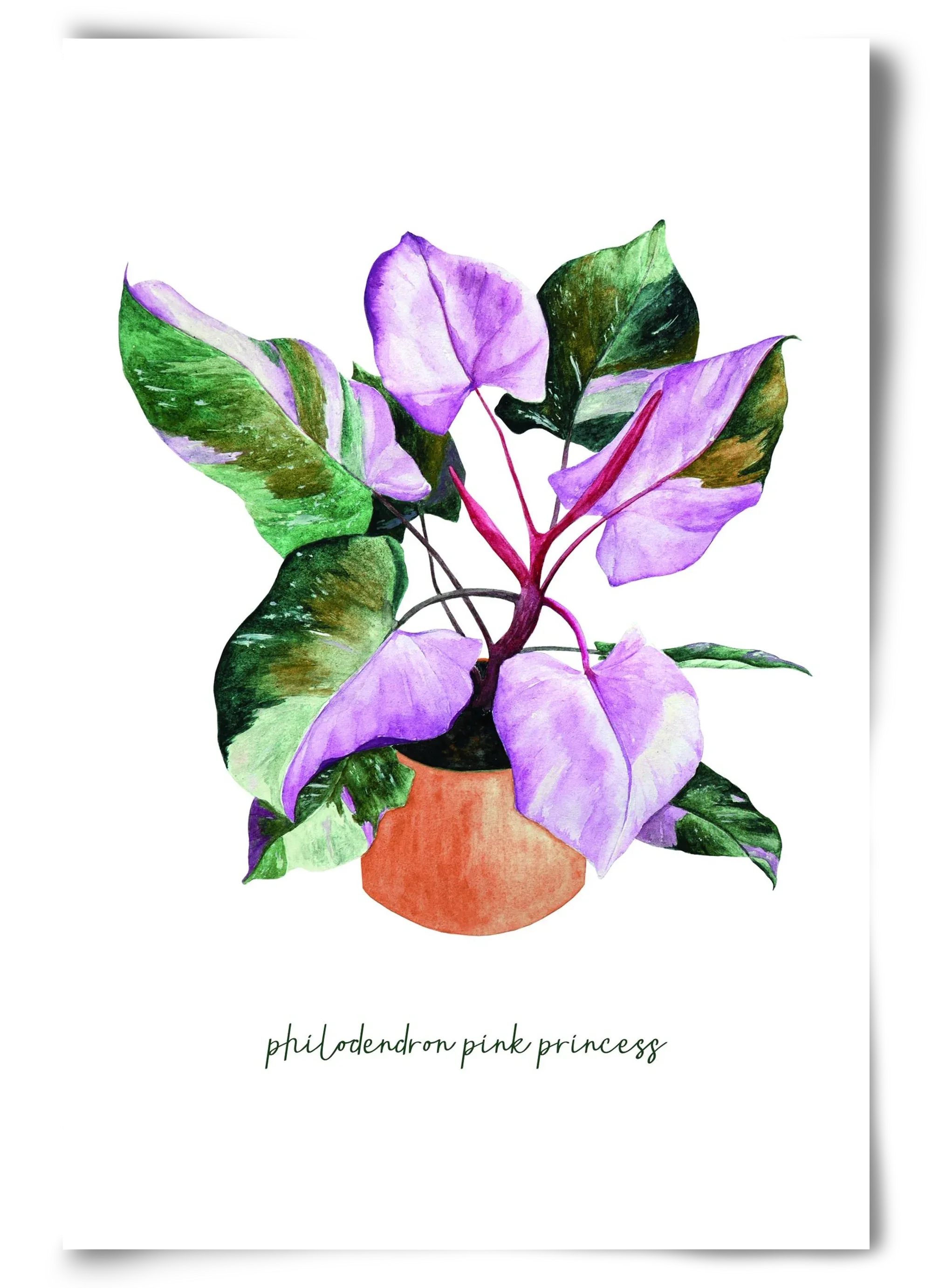 philodendron pink princess - artbridge