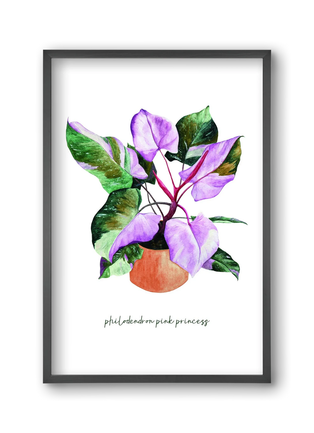 philodendron pink princess - artbridge