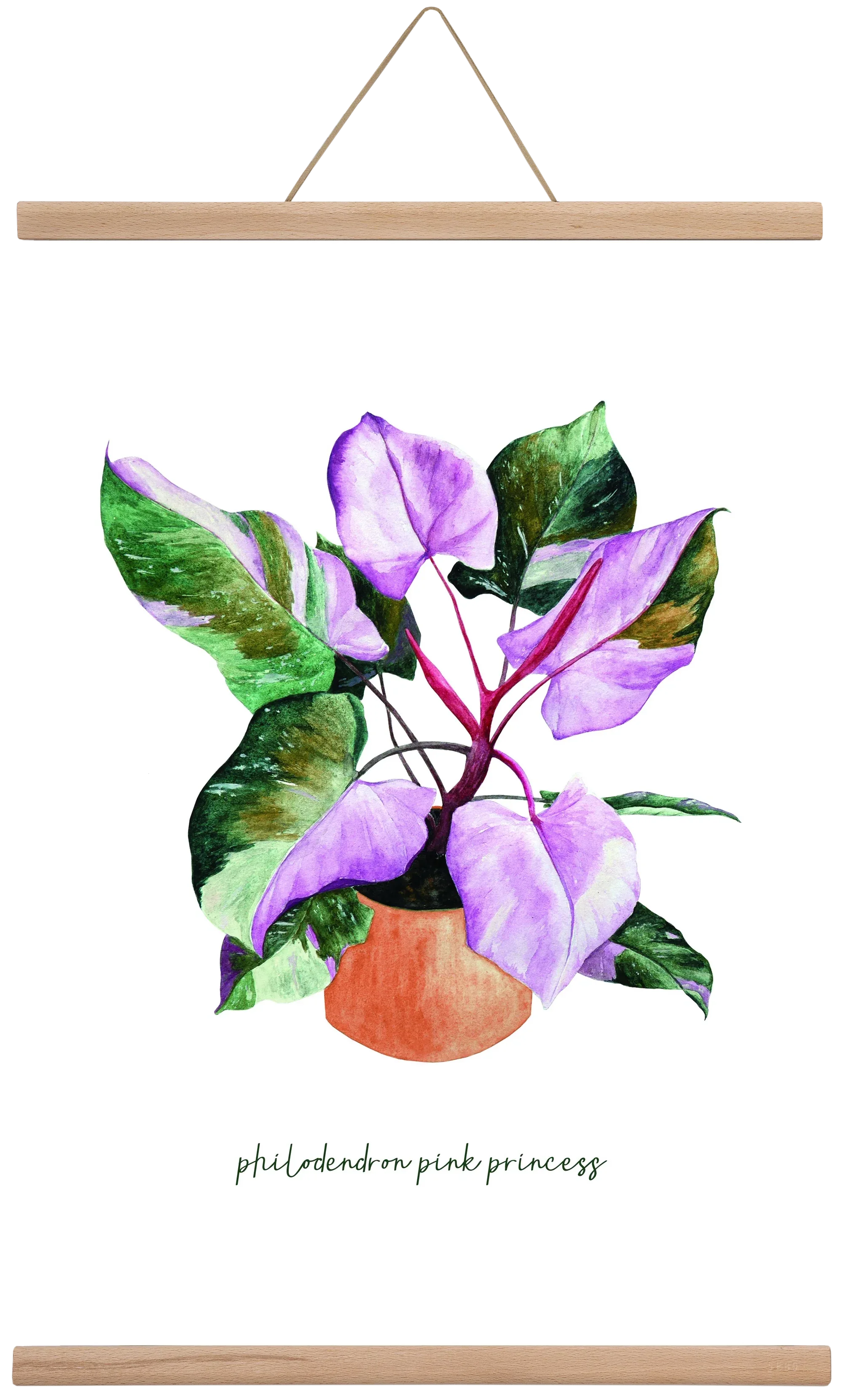 philodendron pink princess - artbridge