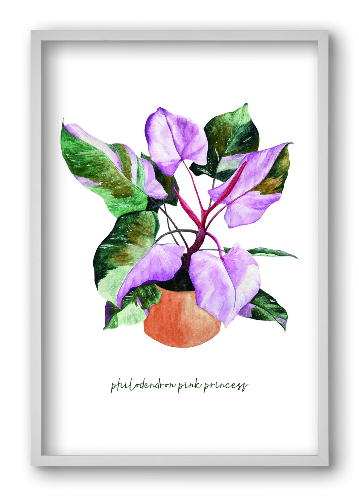 philodendron pink princess - artbridge