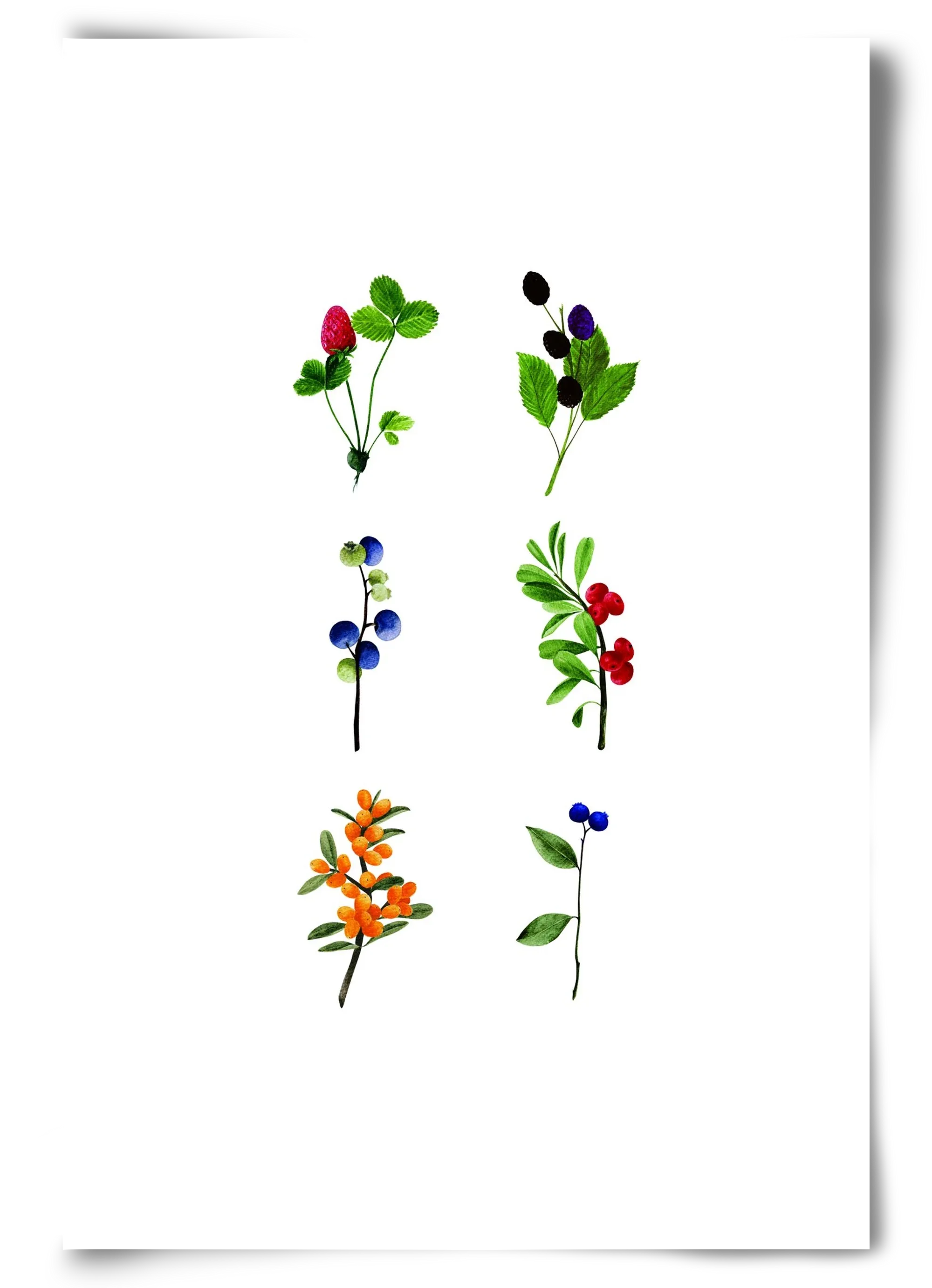 berries - artbridge