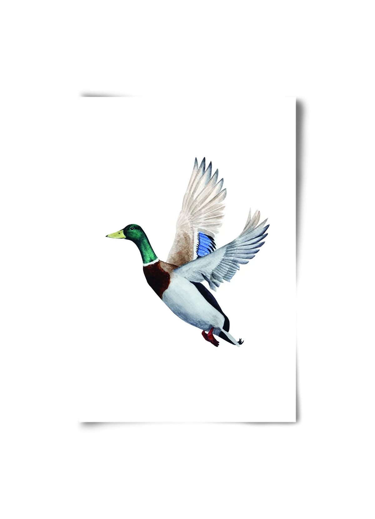 duck - artbridge
