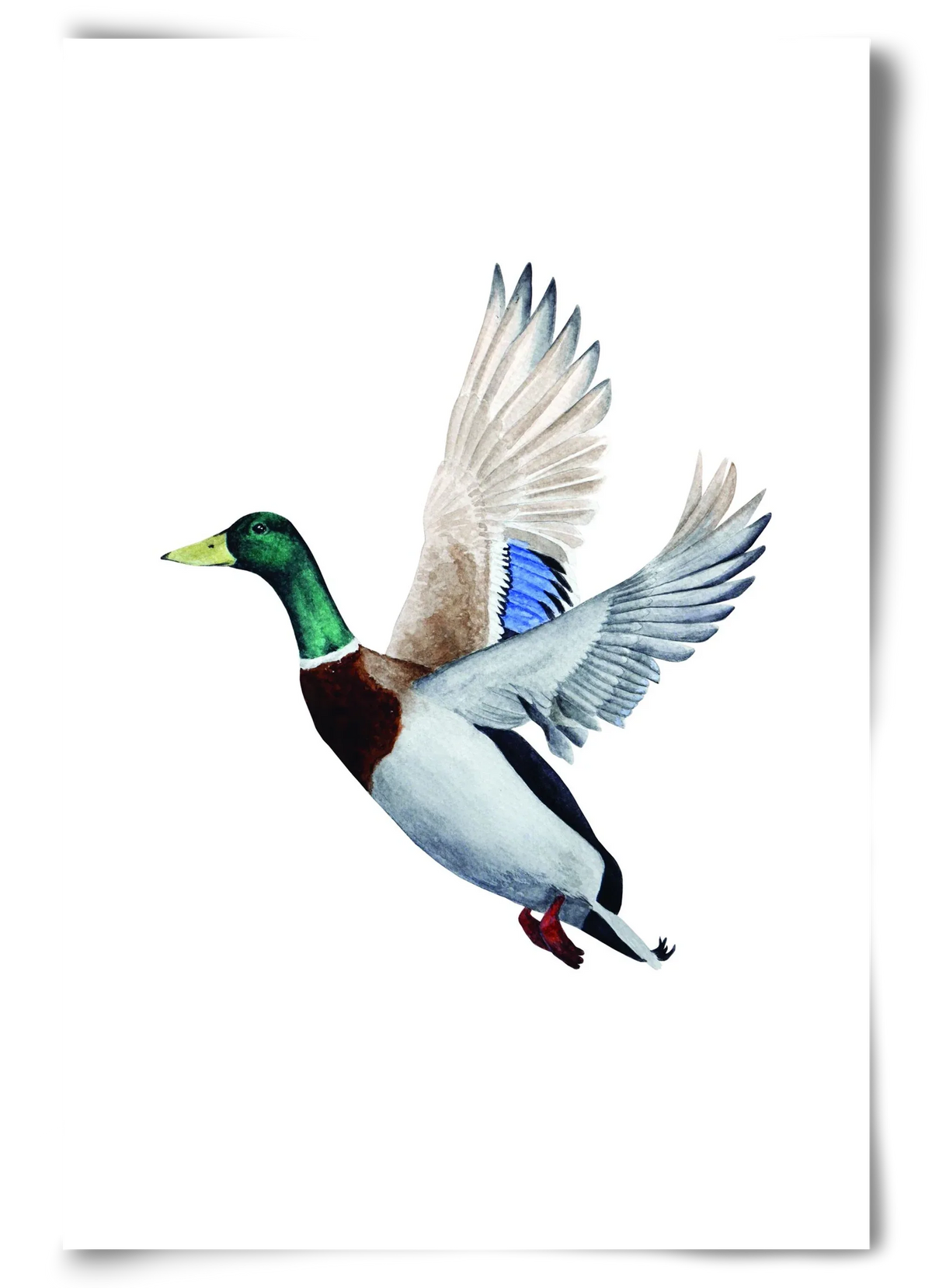 duck - artbridge