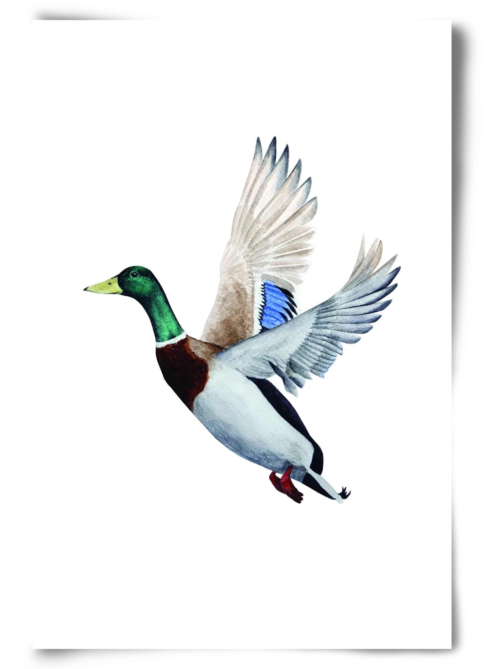 duck - artbridge