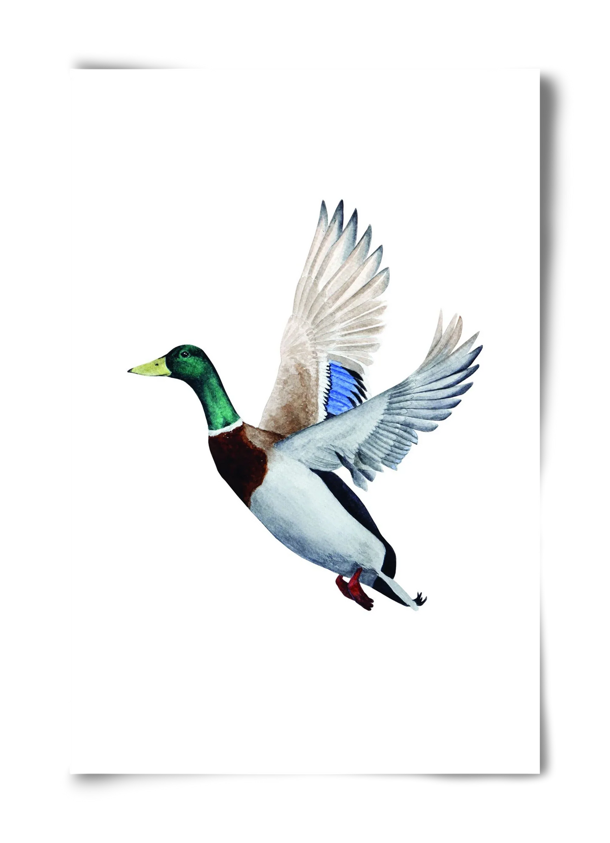 duck - artbridge