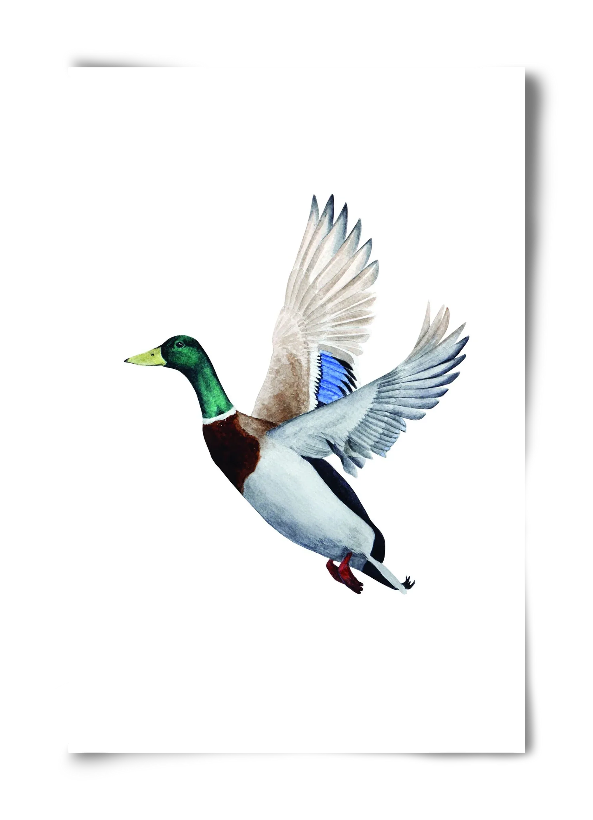 duck - artbridge