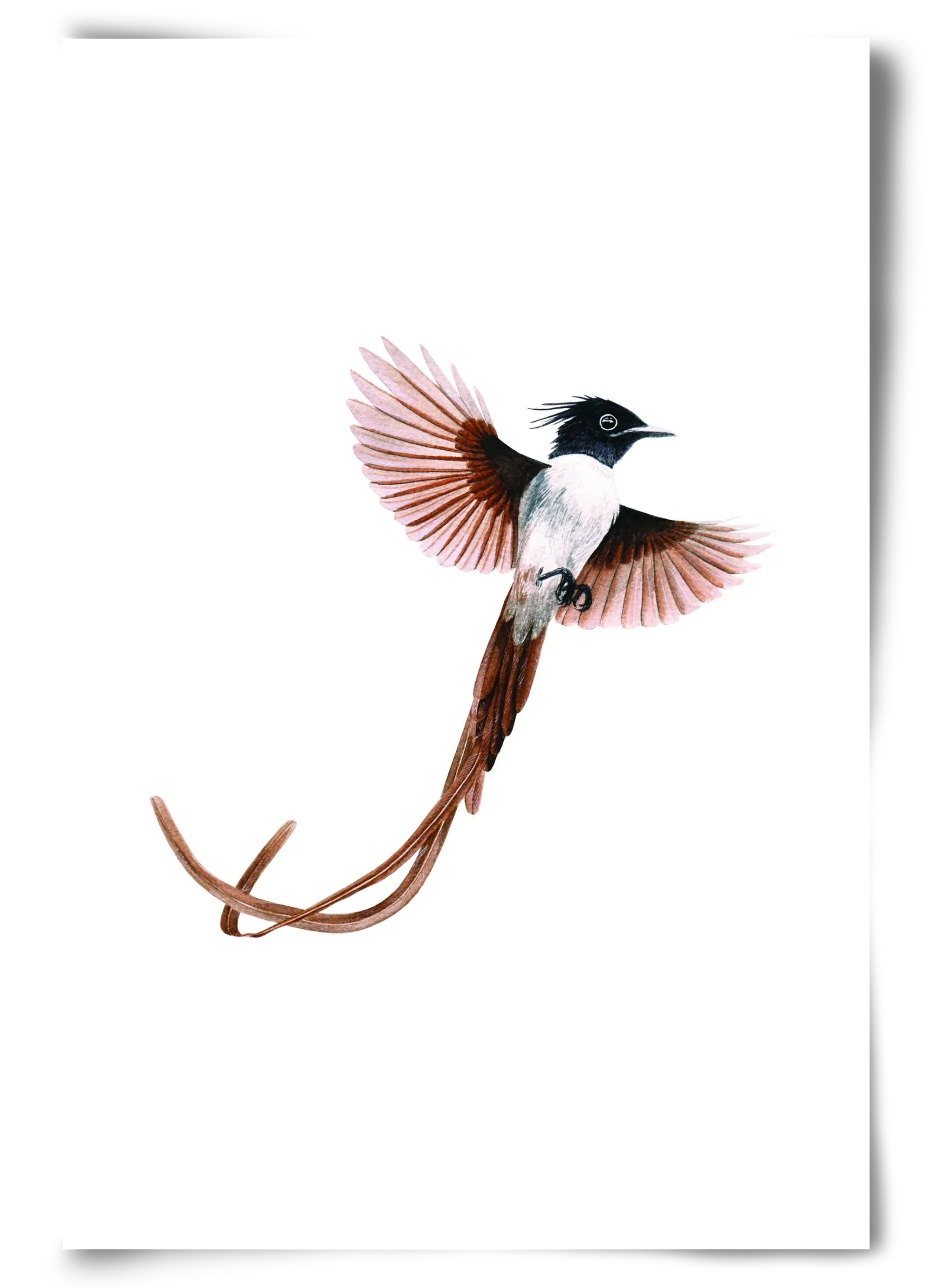 flycatcher - artbridge