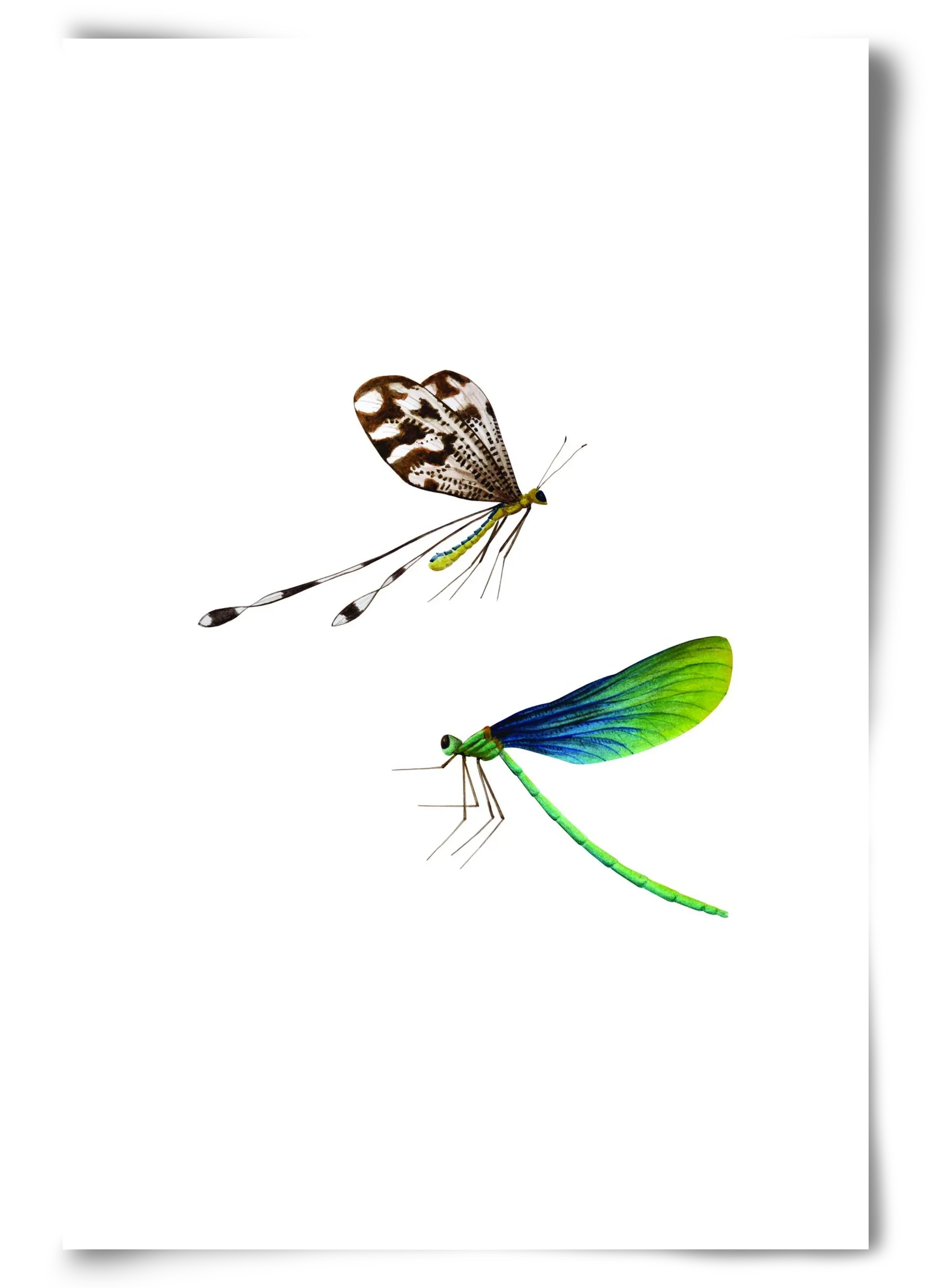 dragonflies - artbridge