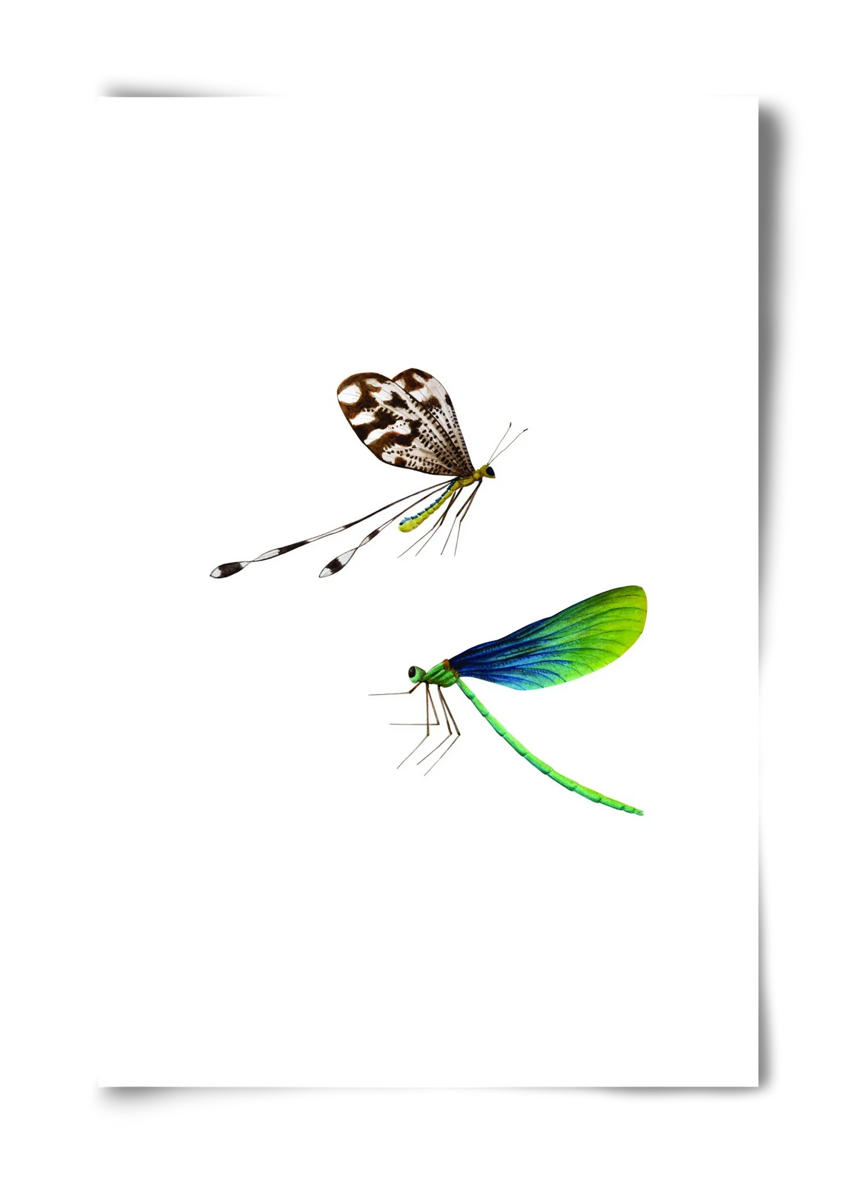 dragonflies - artbridge