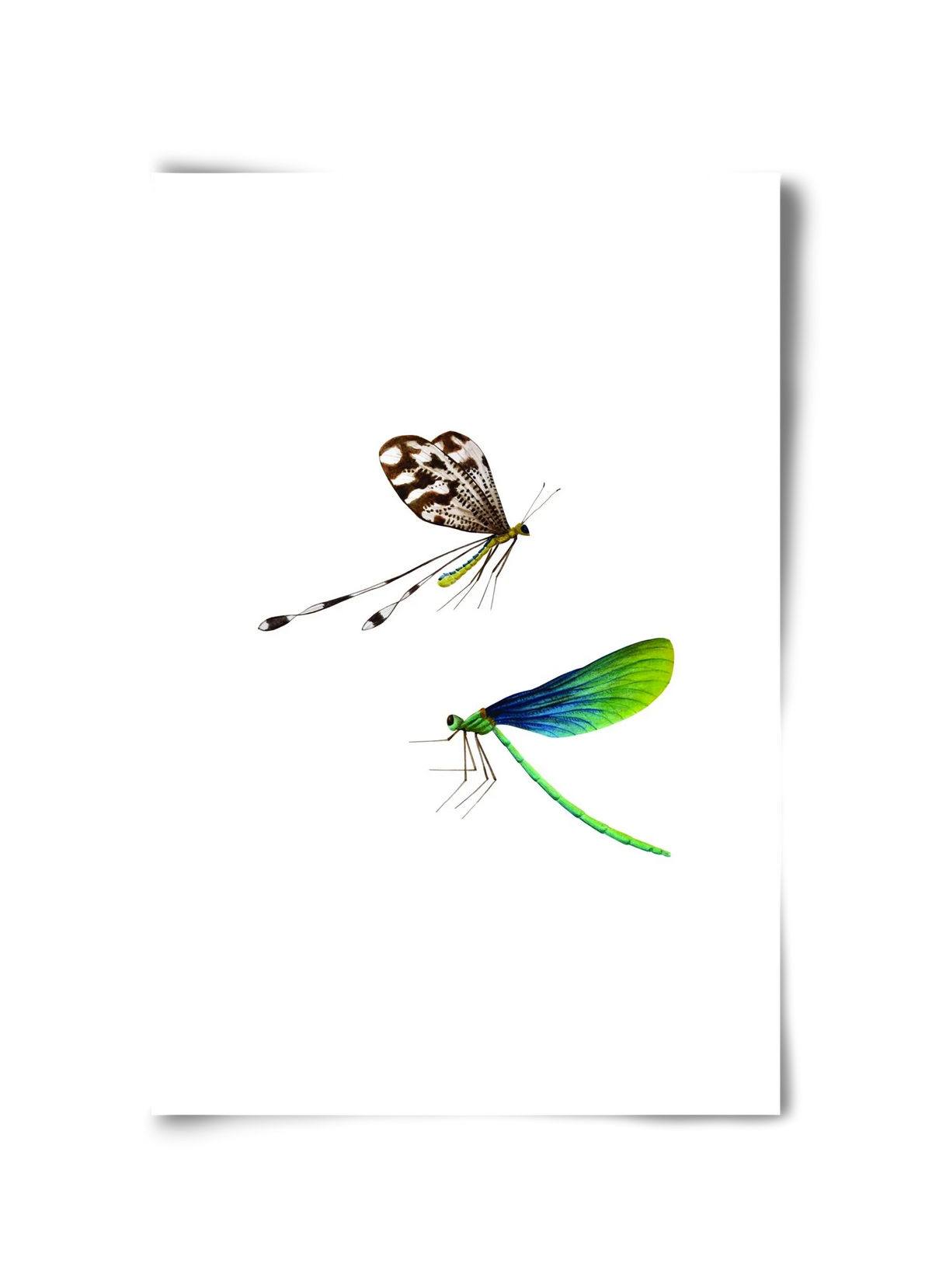 dragonflies - artbridge