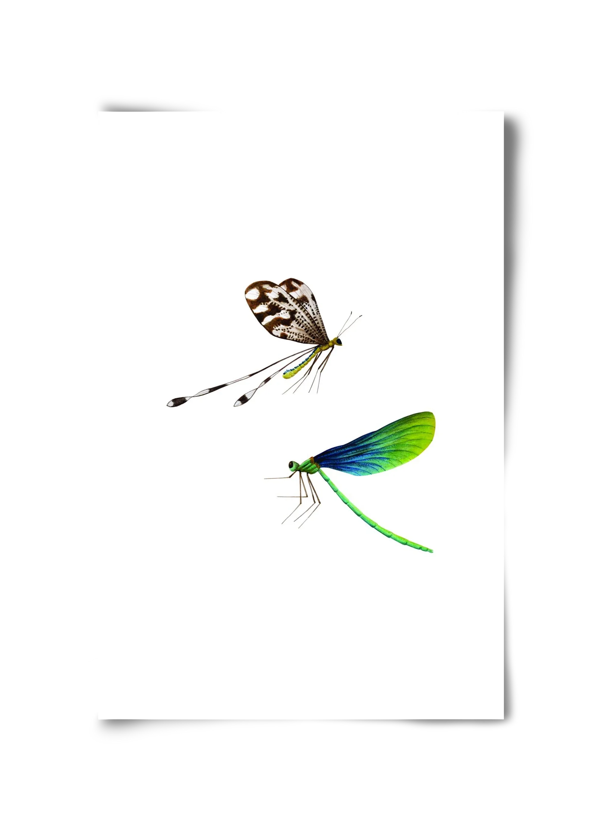 dragonflies - artbridge
