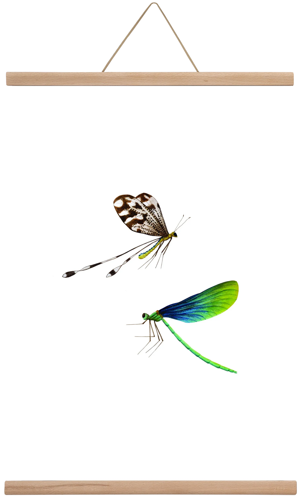 dragonflies - artbridge