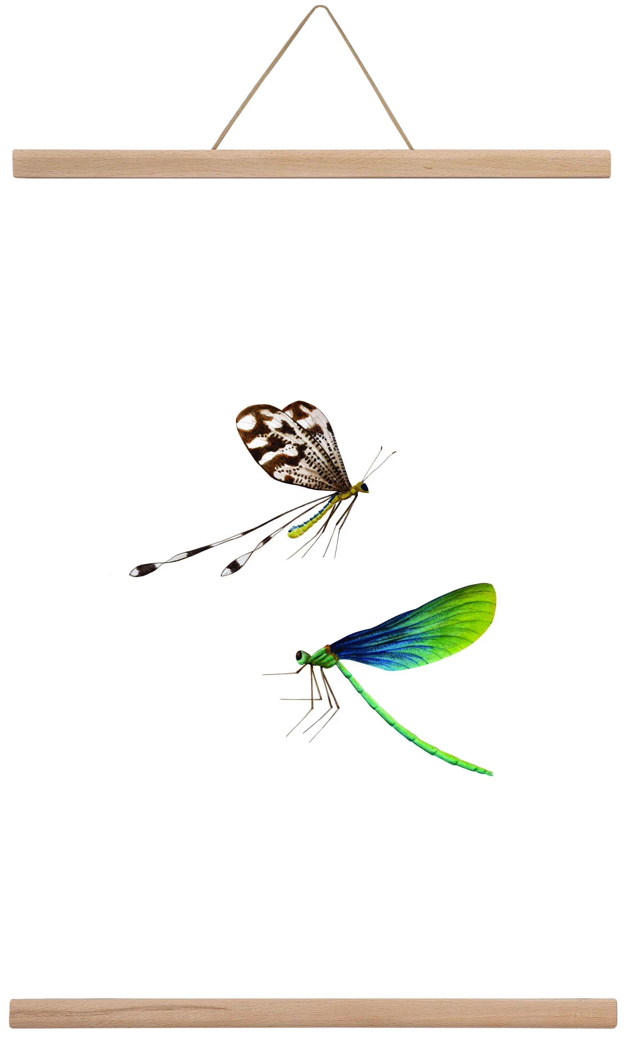 dragonflies - artbridge