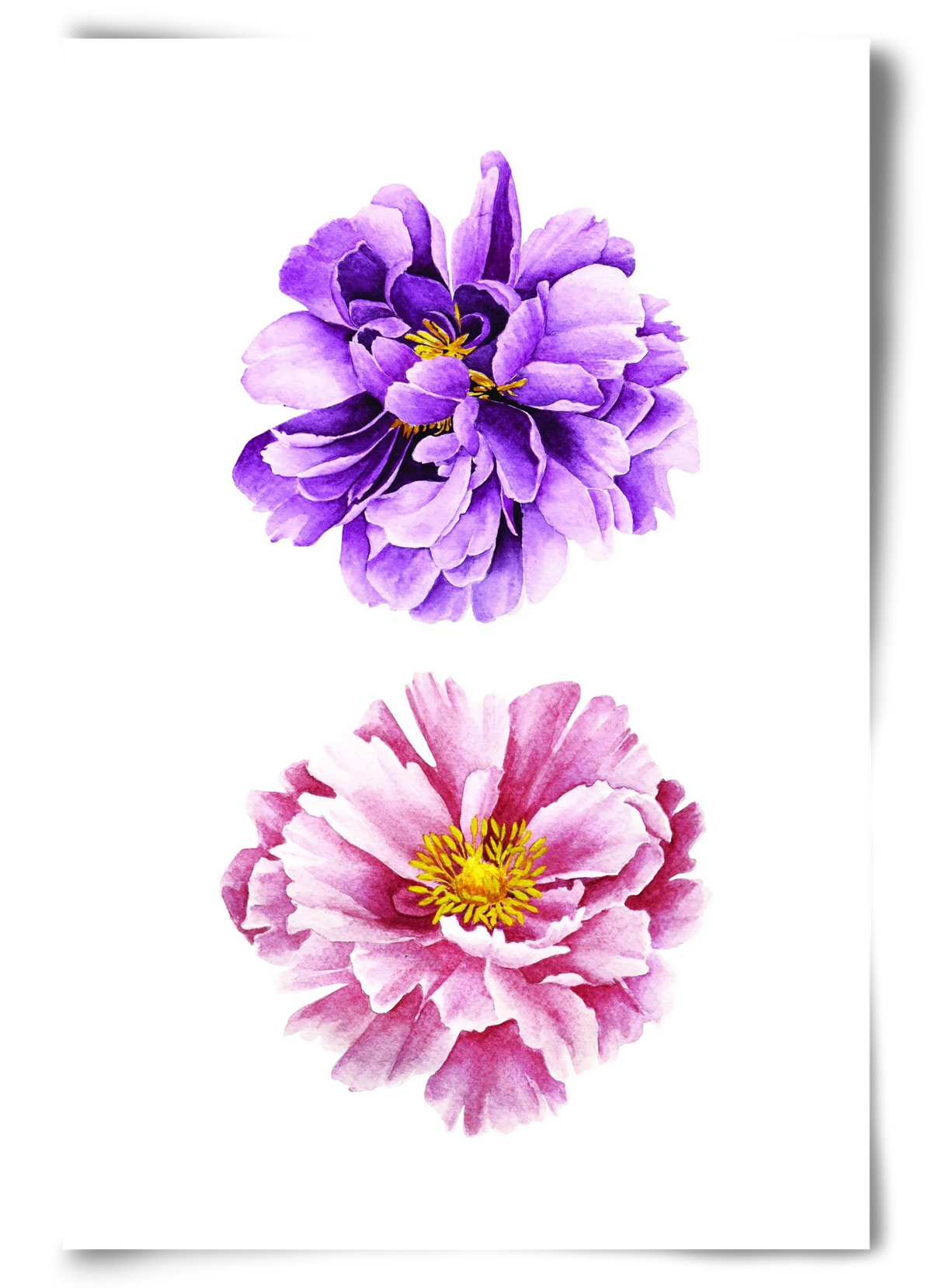 peonies - artbridge