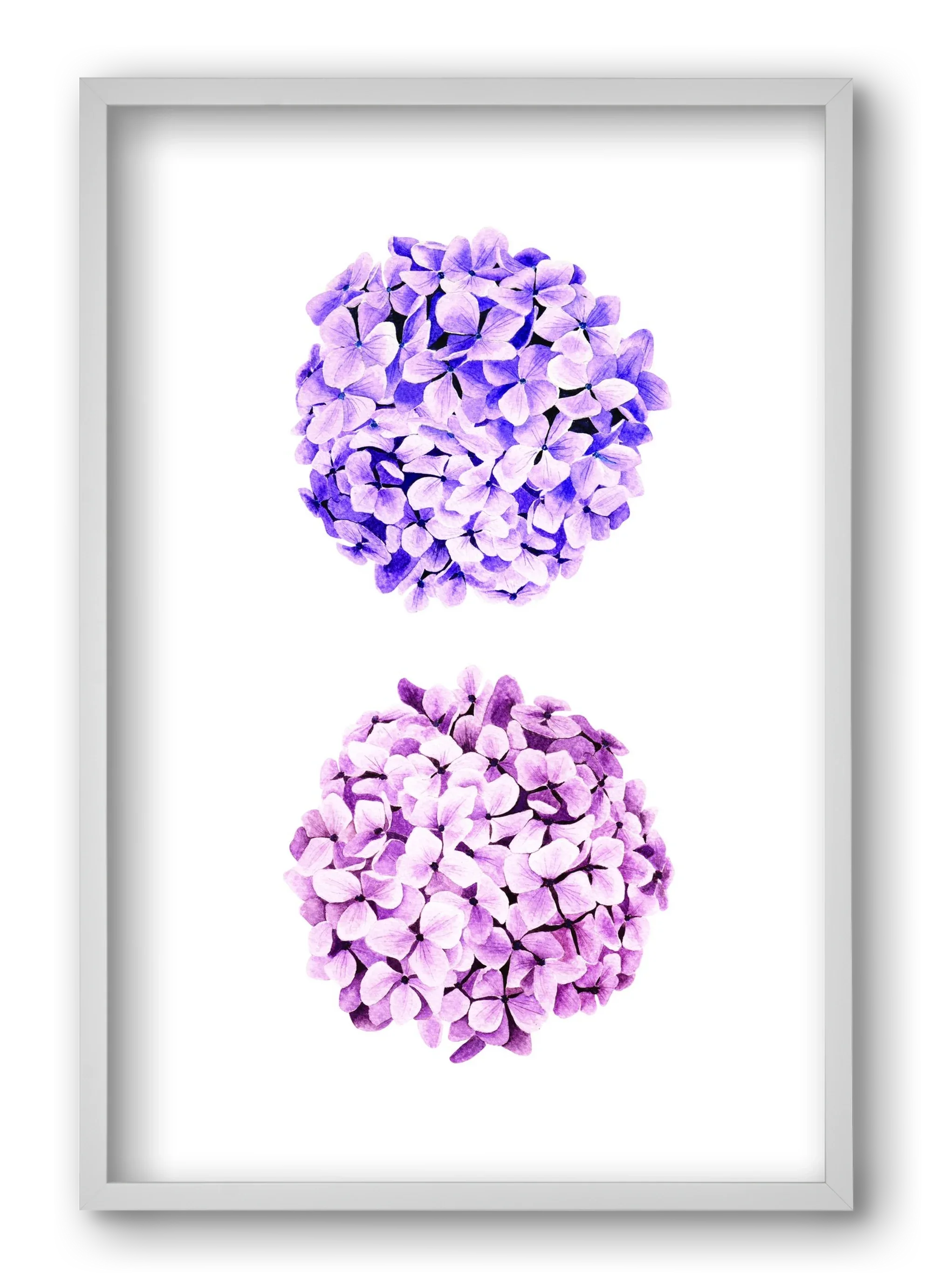 hydrangea - artbridge
