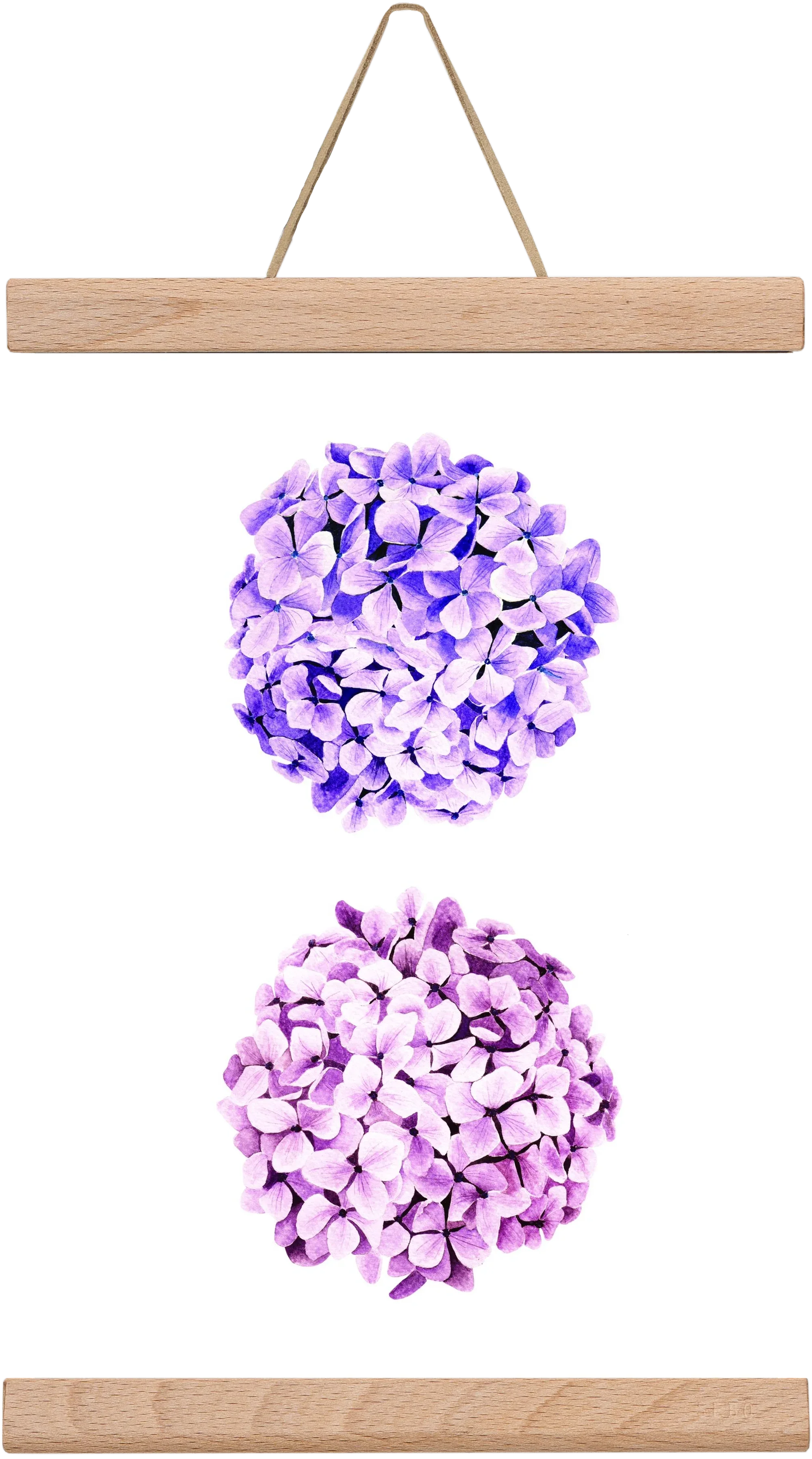 hydrangea - artbridge
