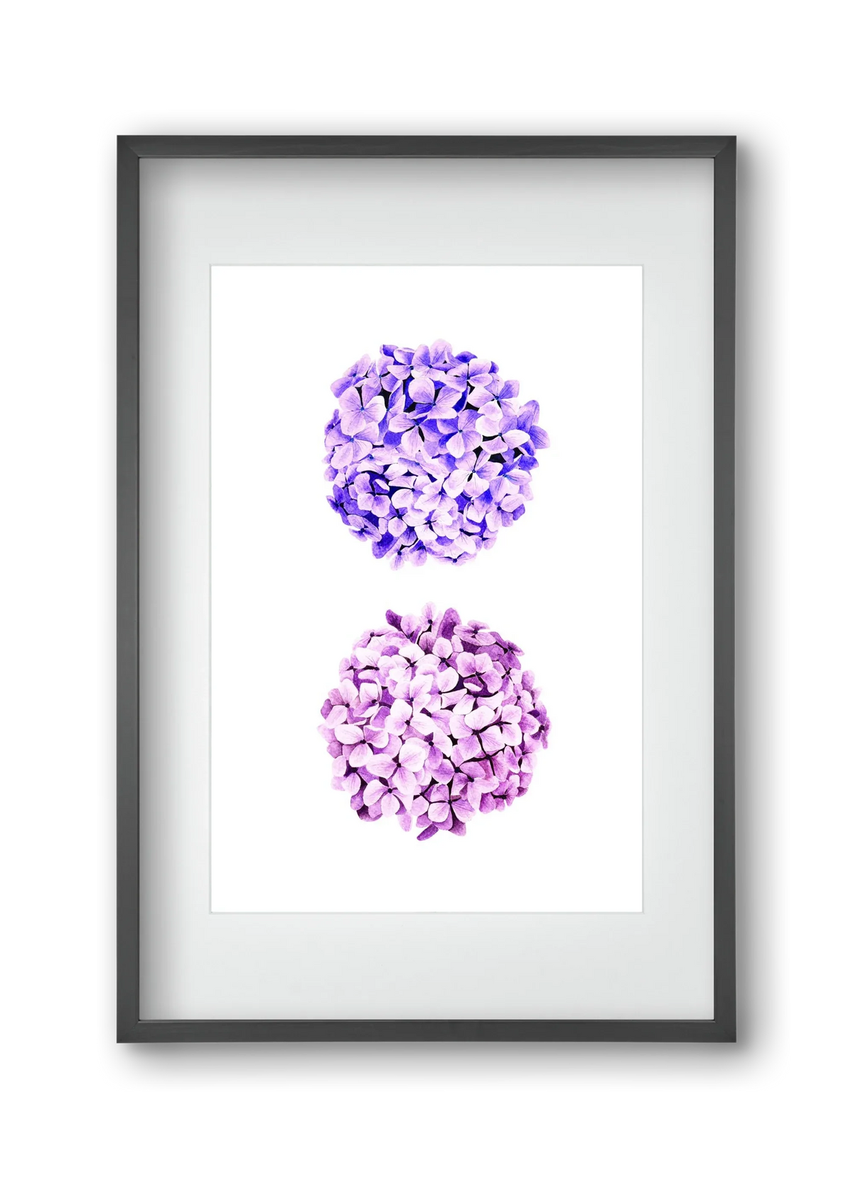 hydrangea - artbridge