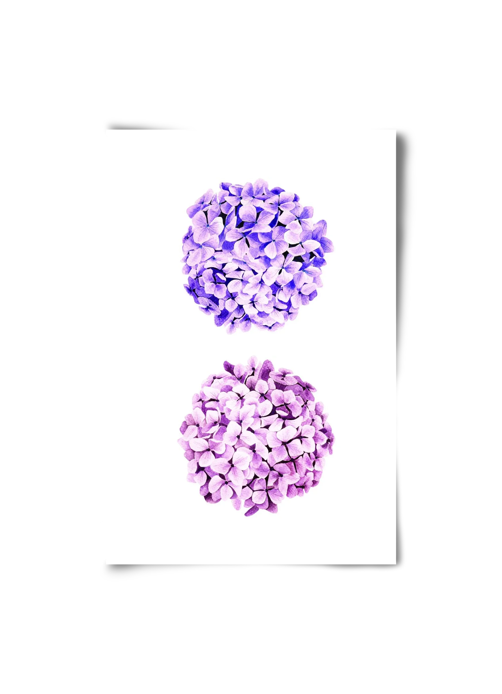 hydrangea - artbridge