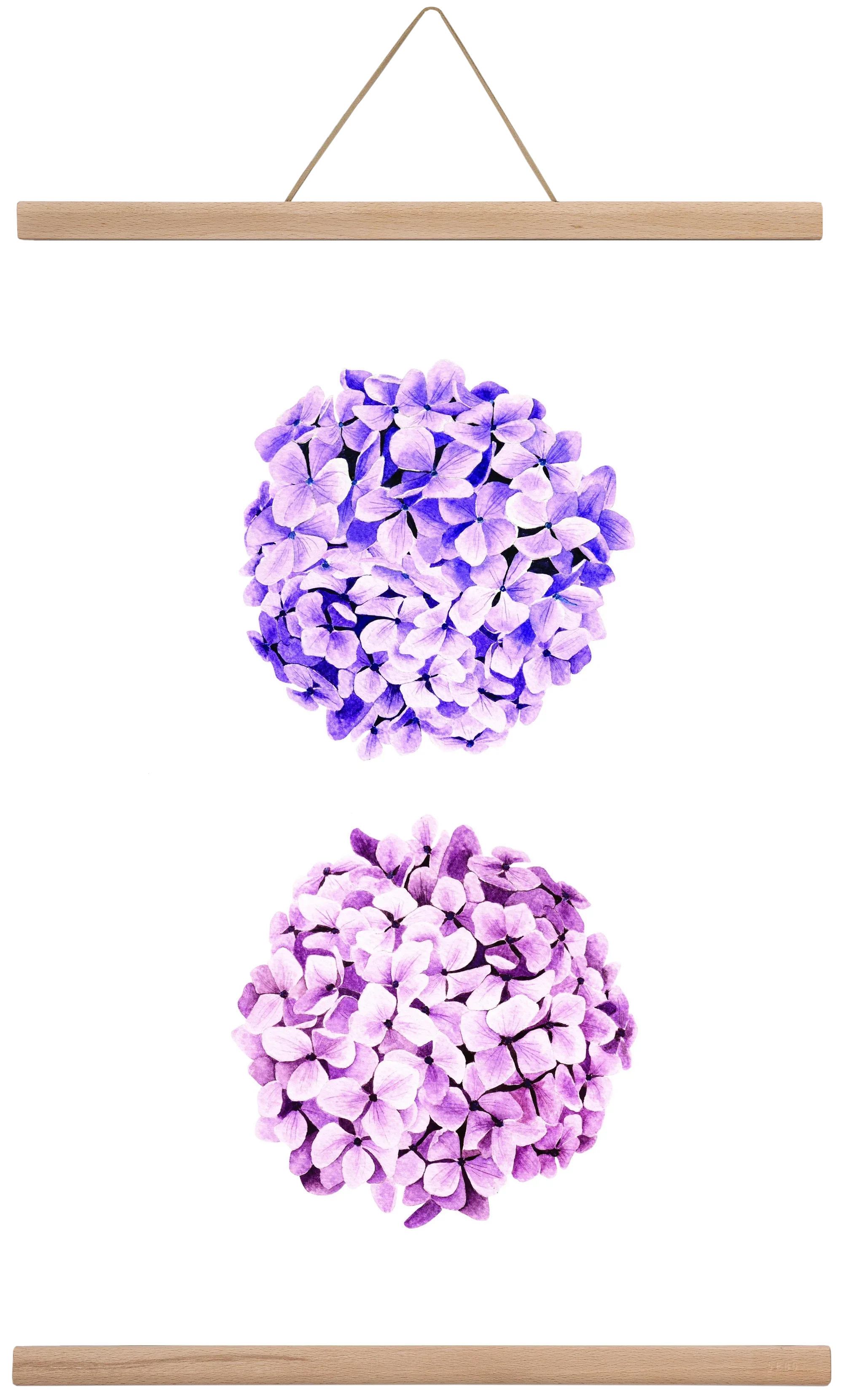 hydrangea - artbridge
