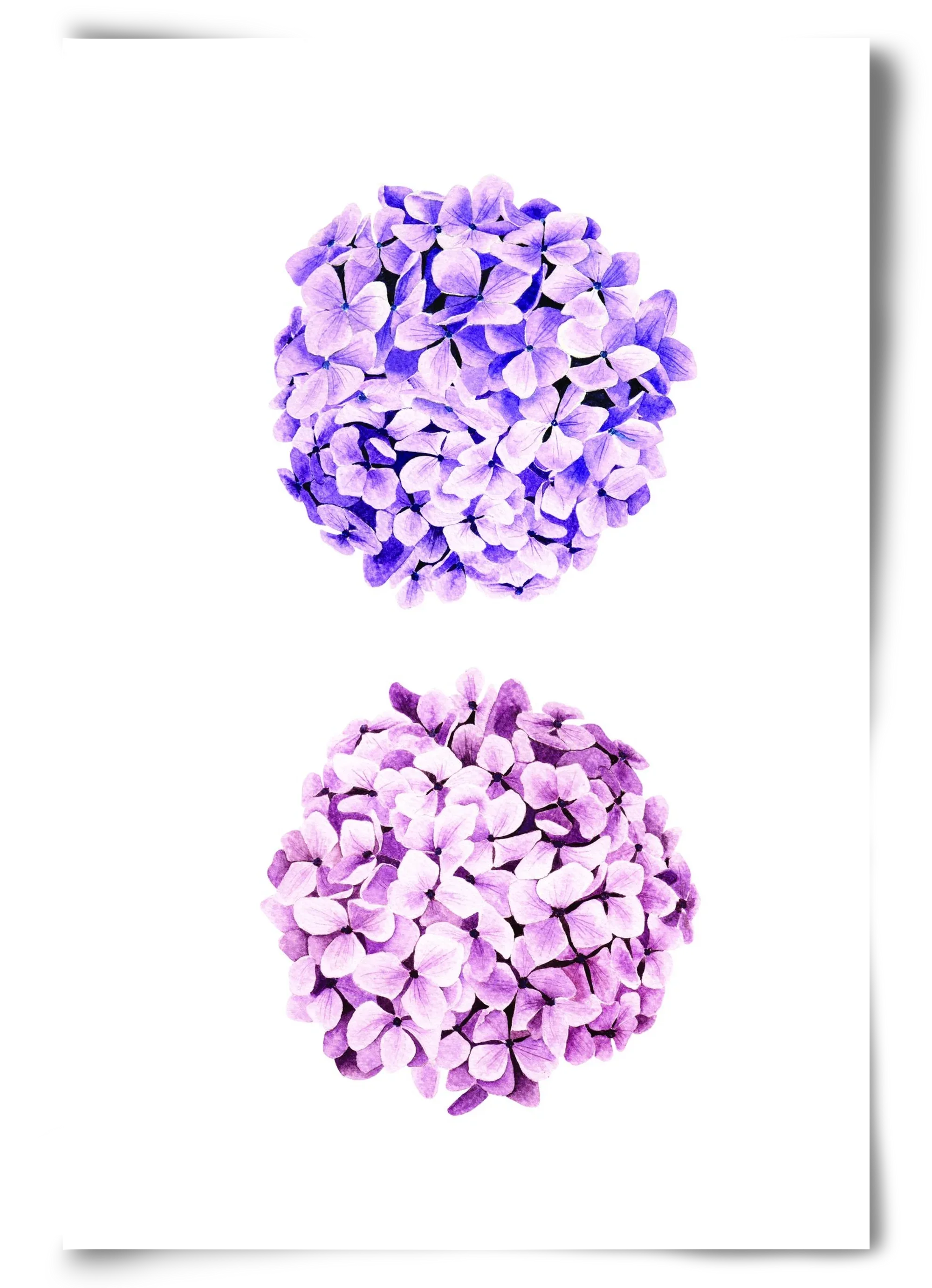 hydrangea - artbridge