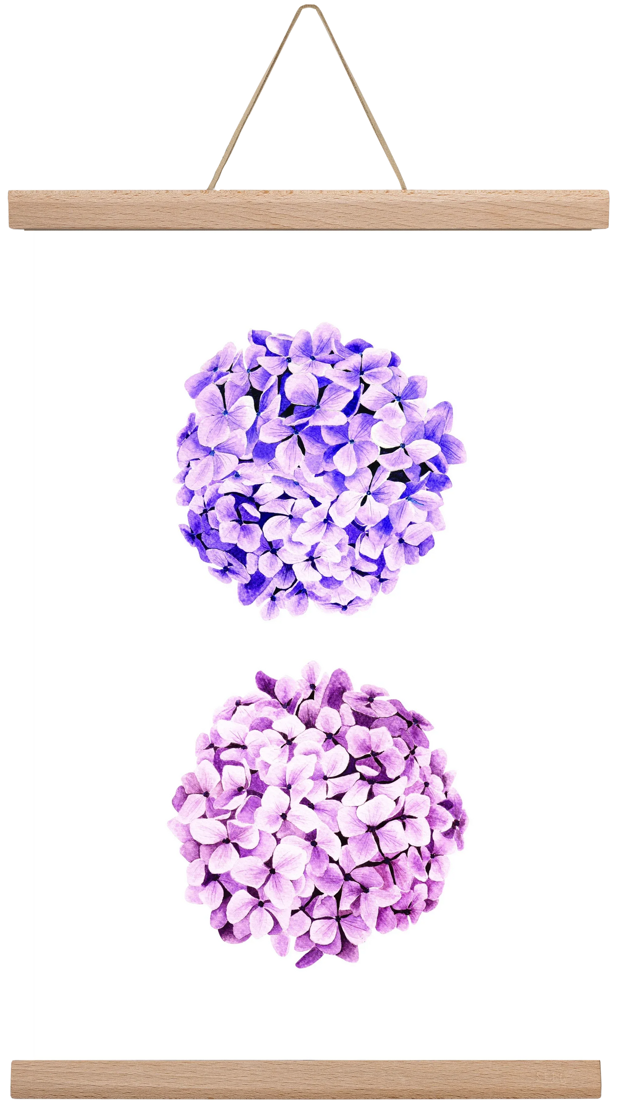 hydrangea - artbridge