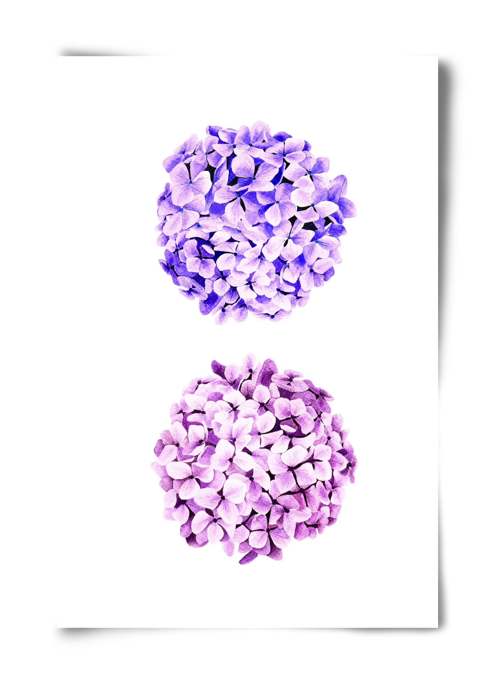 hydrangea - artbridge