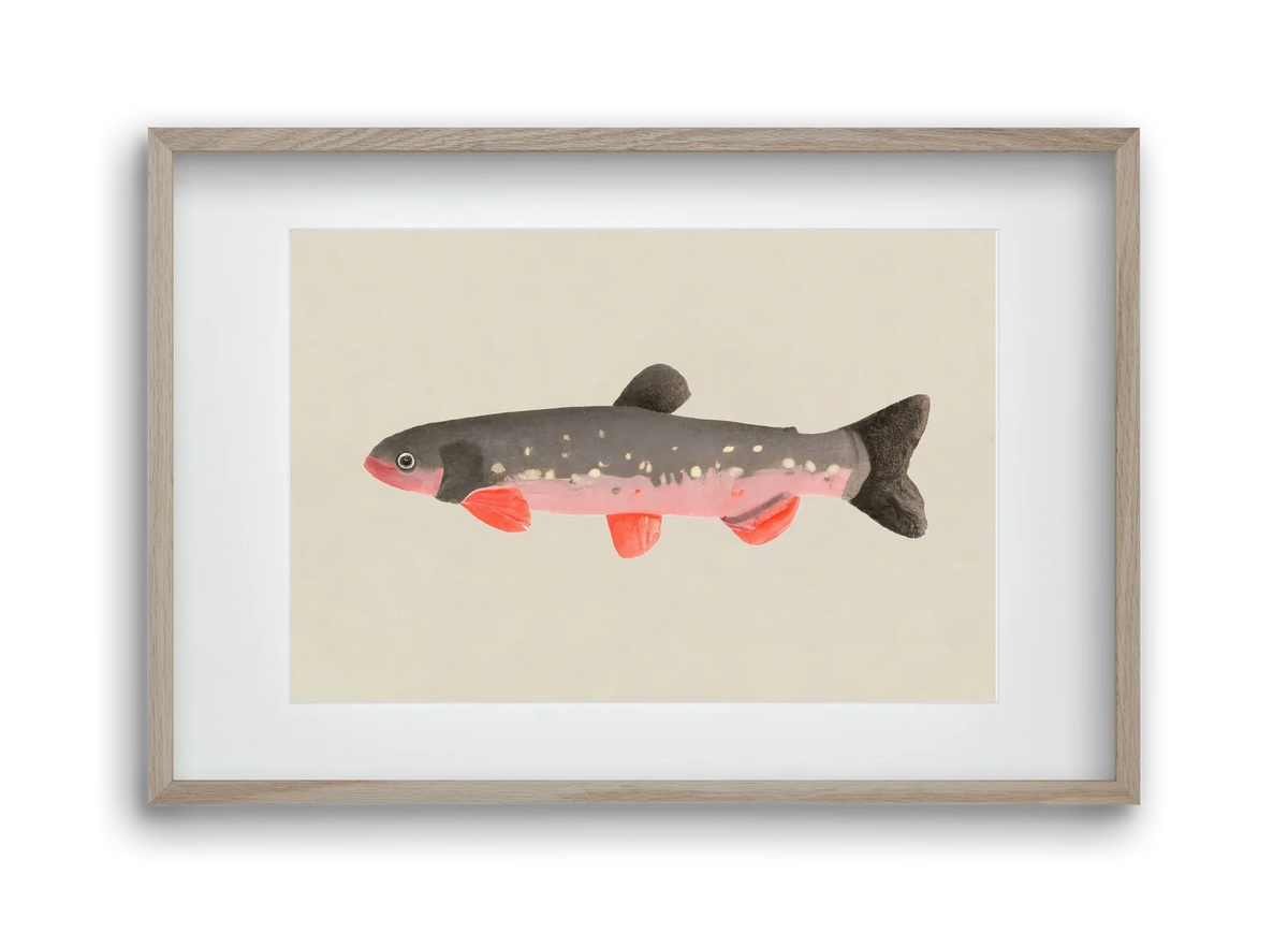 Still fishy - artbridge