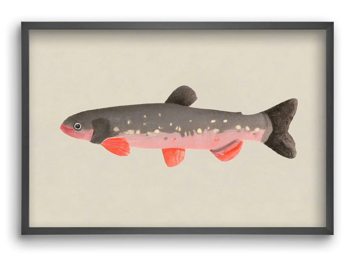 Still fishy - artbridge
