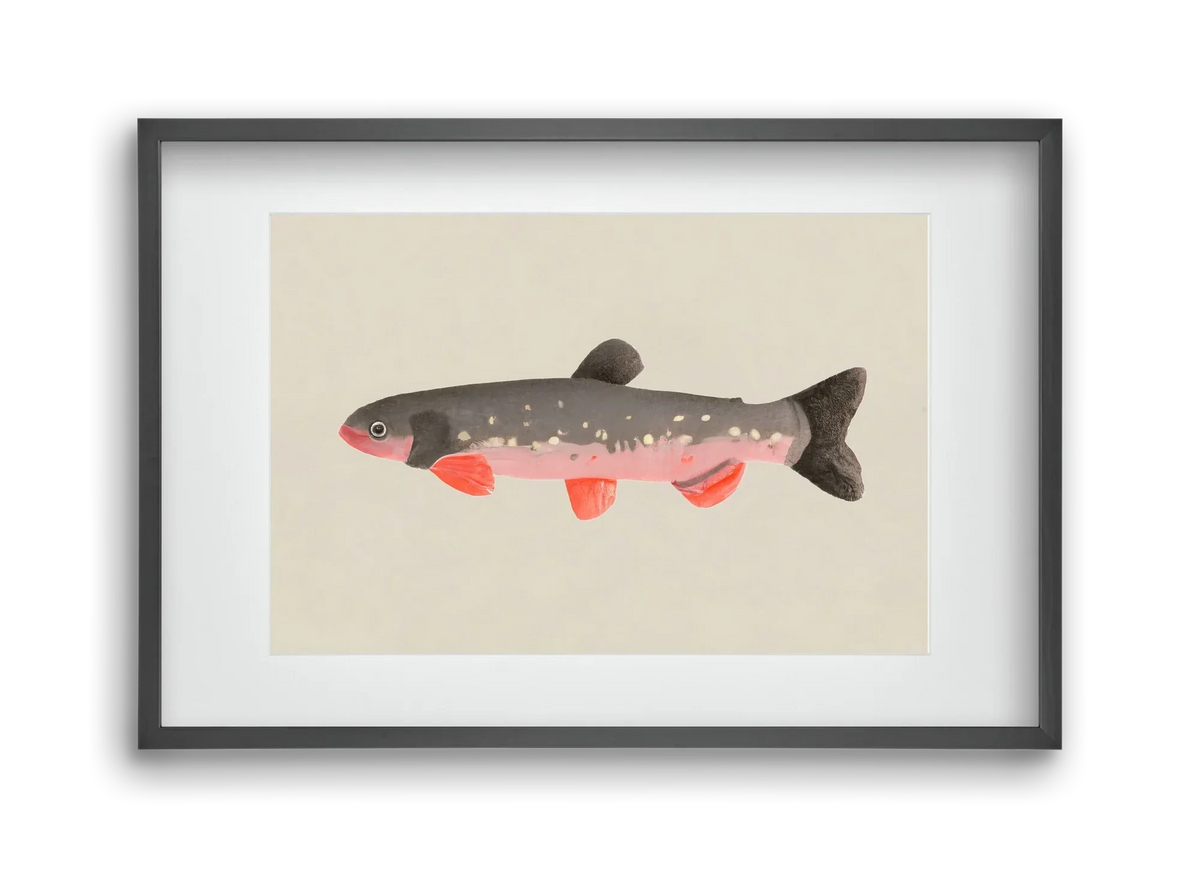 Still fishy - artbridge