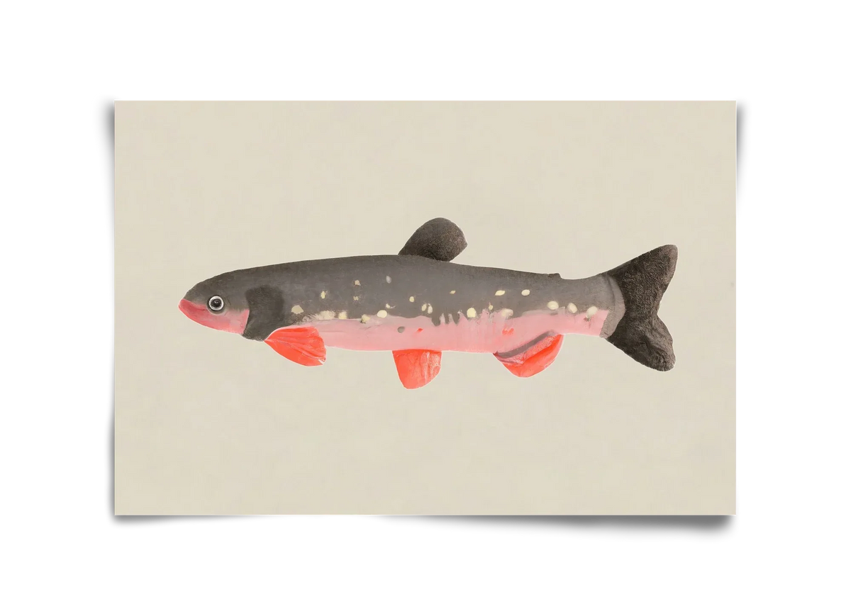 Still fishy - artbridge