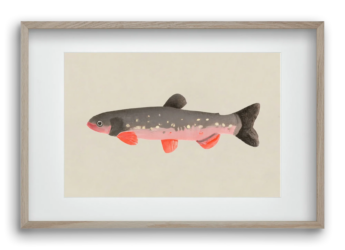 Still fishy - artbridge