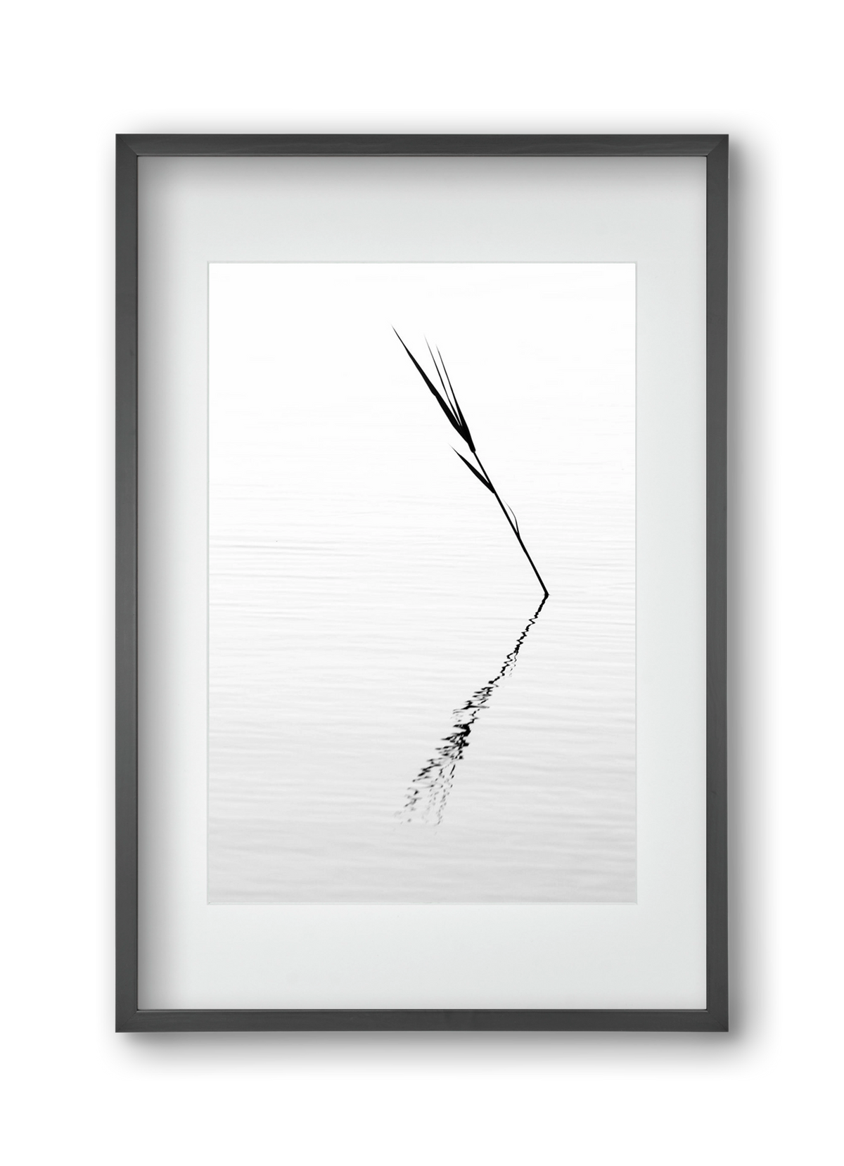 Minimál nád , 30x45 cm (20x30 cm), Fekete keret, paszpartuval