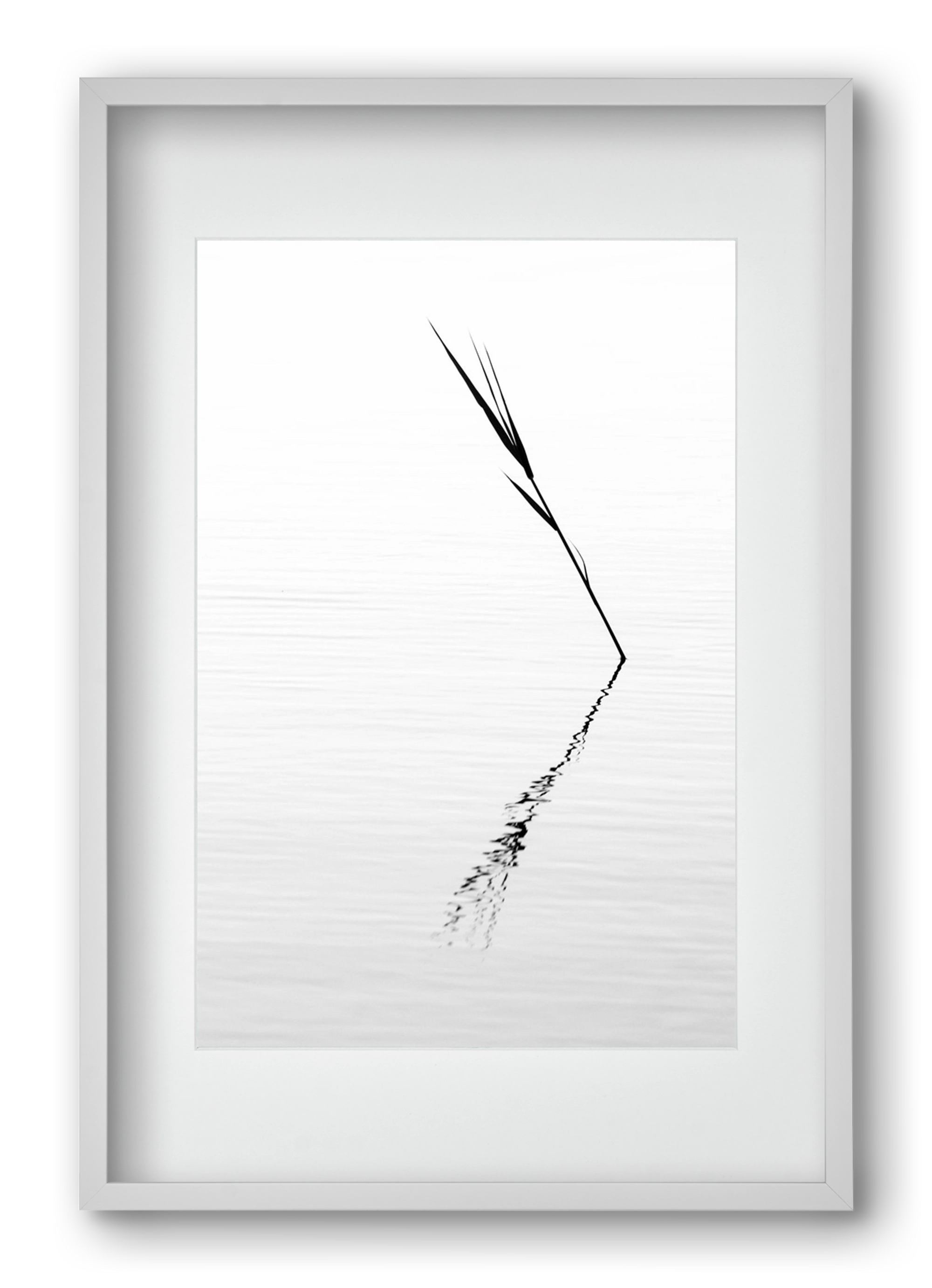 Minimál nád , 40x60 cm (30x45 cm), Fehér keret, paszpartuval
