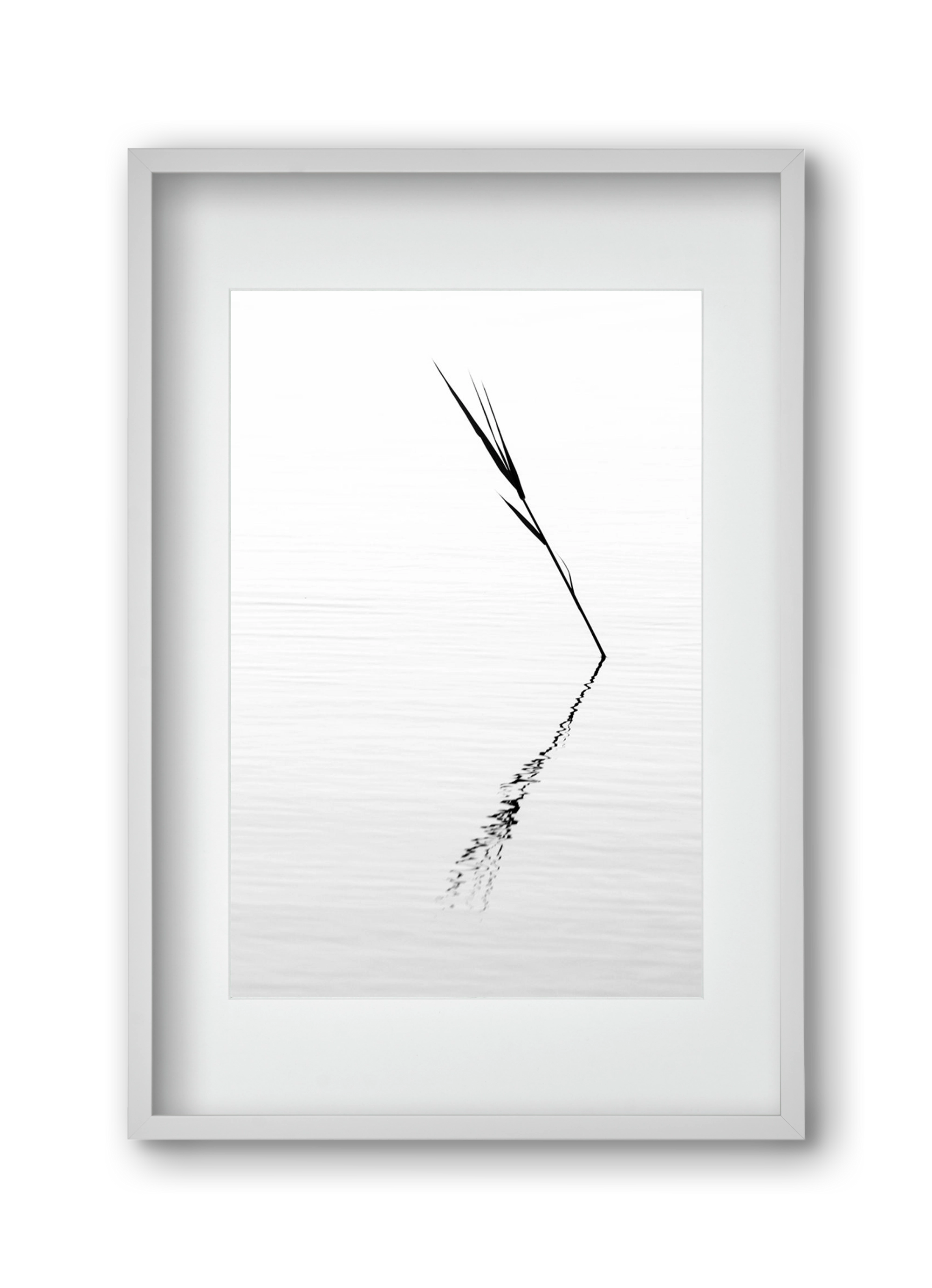 Minimál nád , 30x45 cm (20x30 cm), Fehér keret, paszpartuval